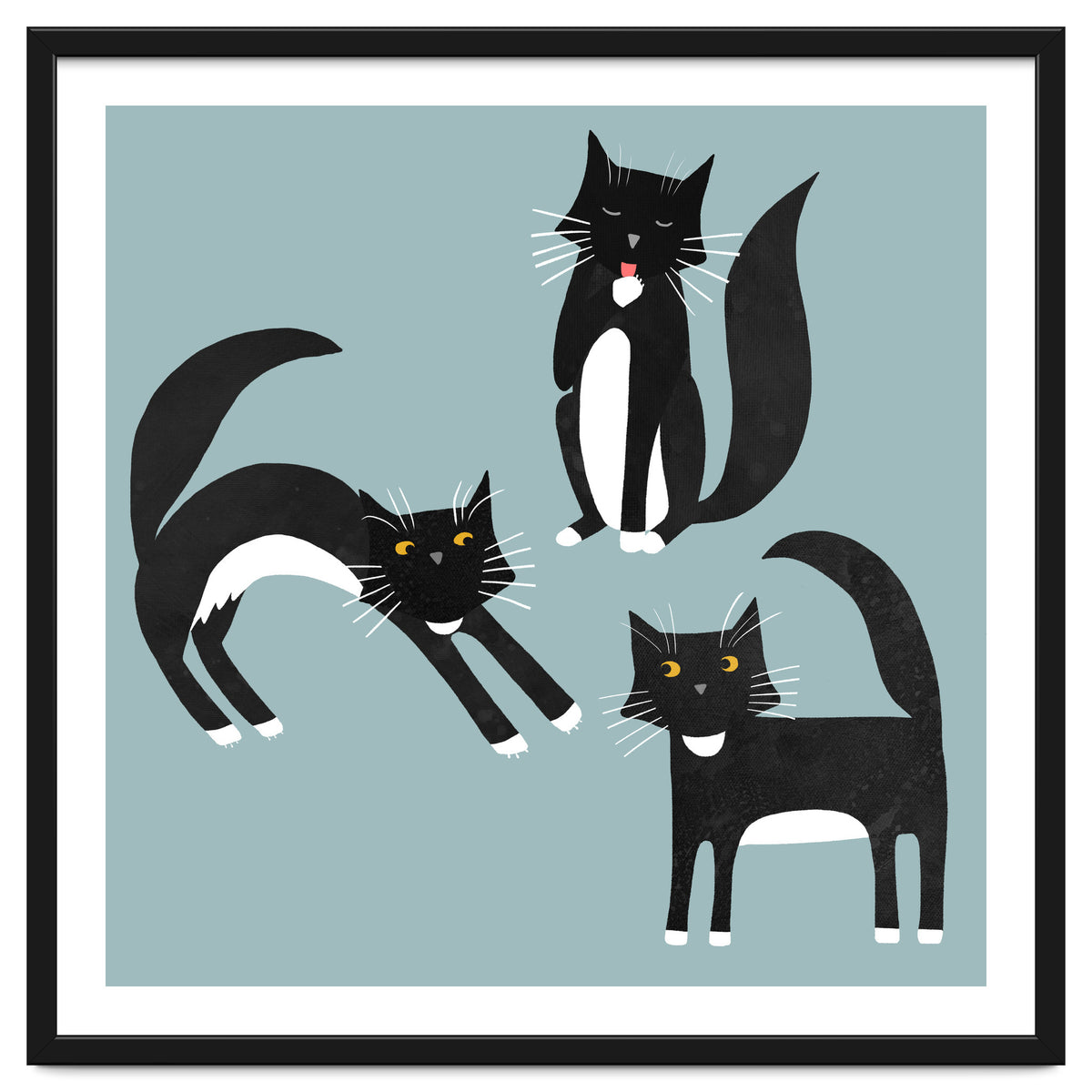 Black and White Tuxedo Cats