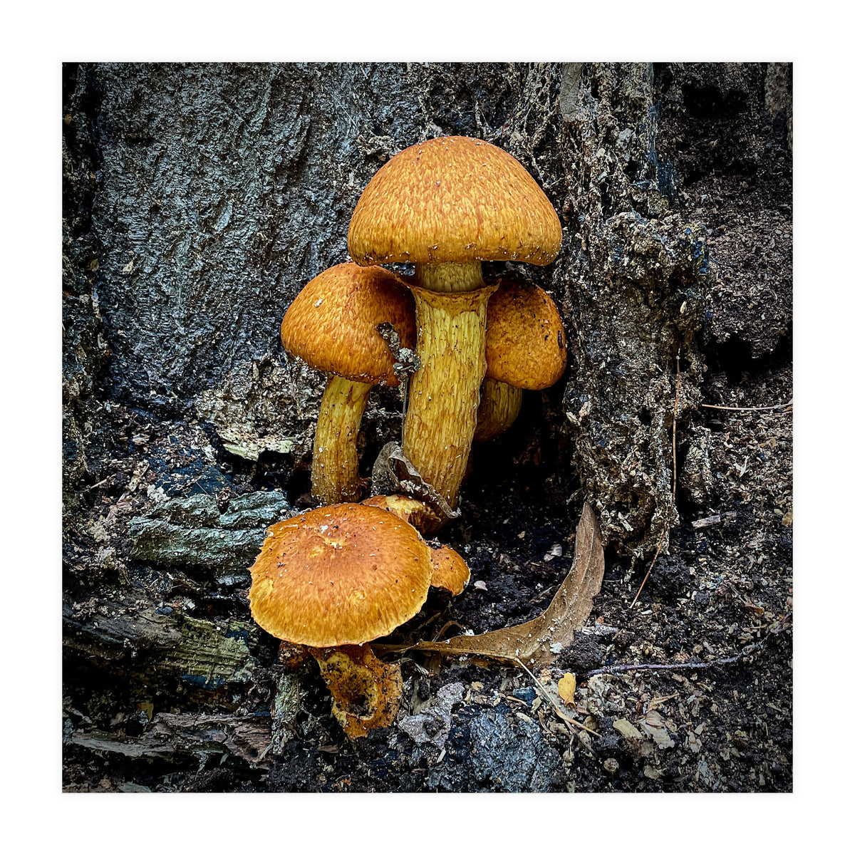 Tree Fungi  (Print Only)