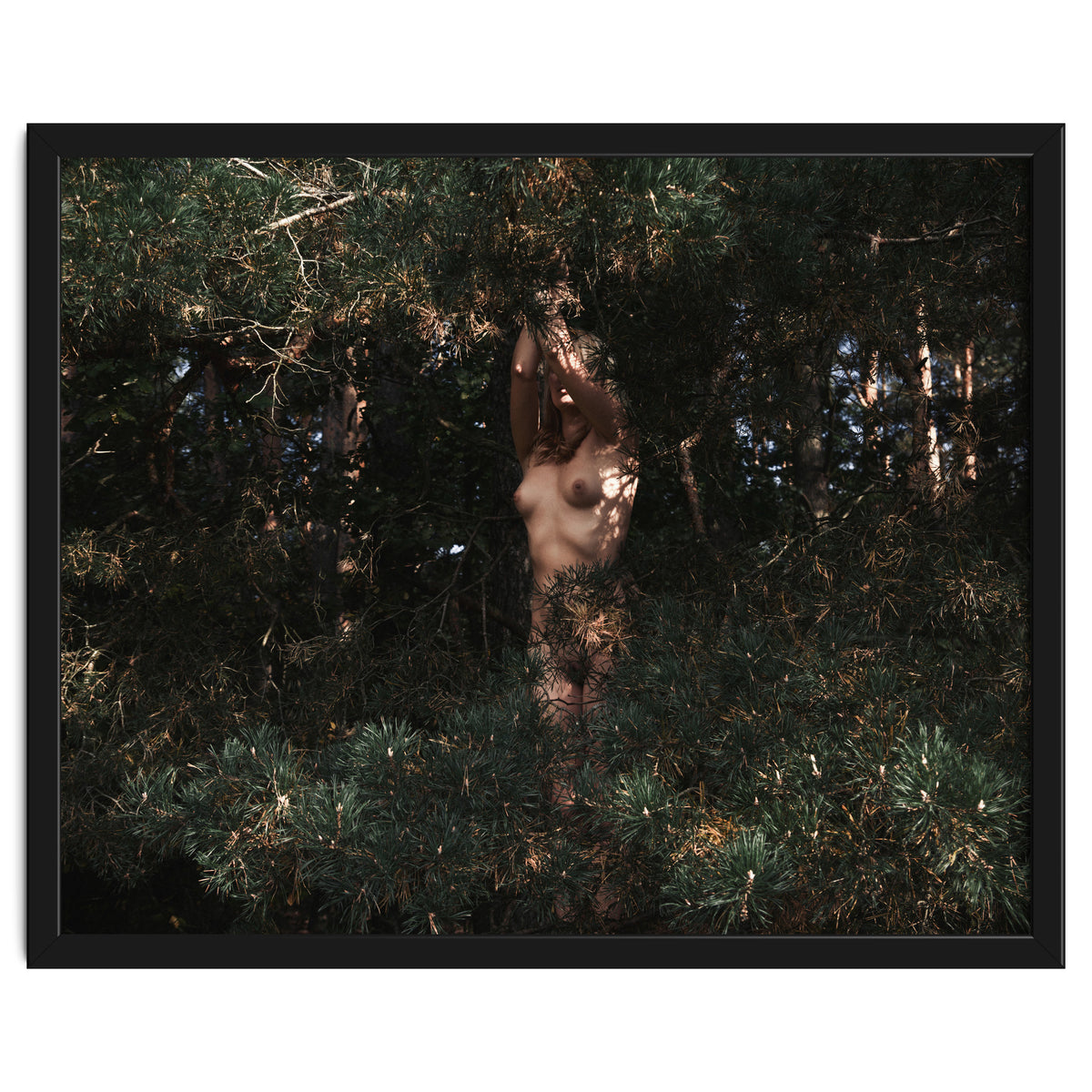 The Eyes of the Forest