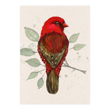 Red avadavat watercolor (Print Only) thumbnail