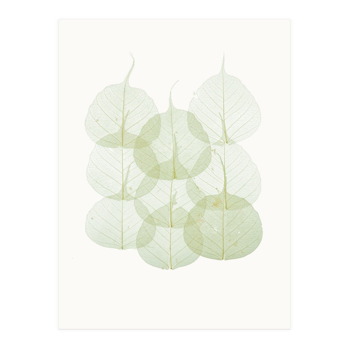 Cc Leaves 02 (Print Only)