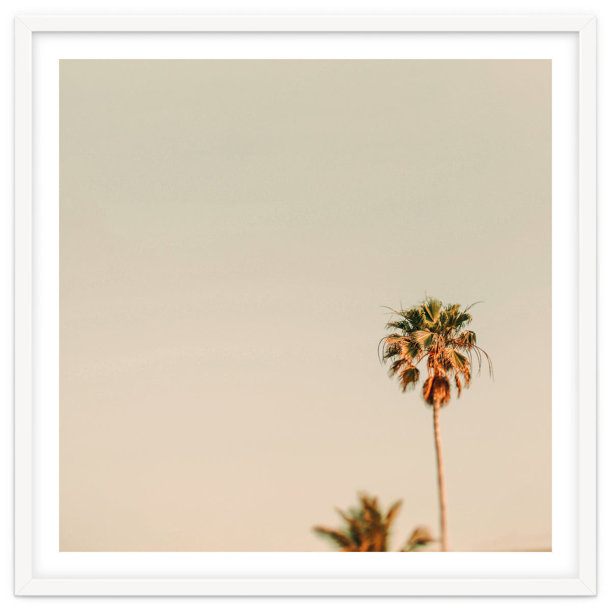 Minimal Palms