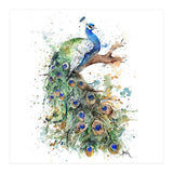 Peacock - Wildlife Collection (Print Only) thumbnail