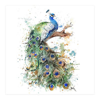 Peacock - Wildlife Collection (Print Only)