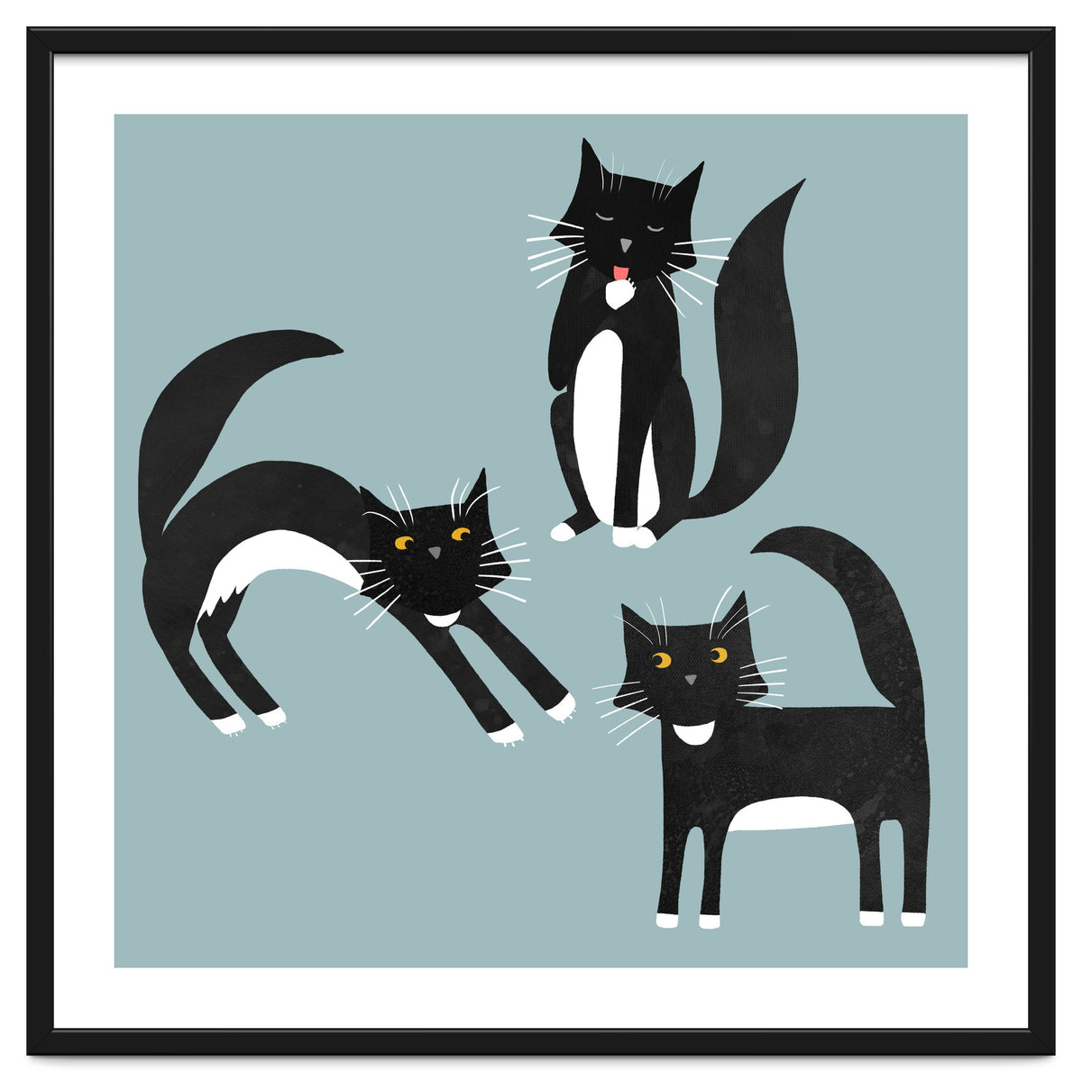 Black and White Tuxedo Cats