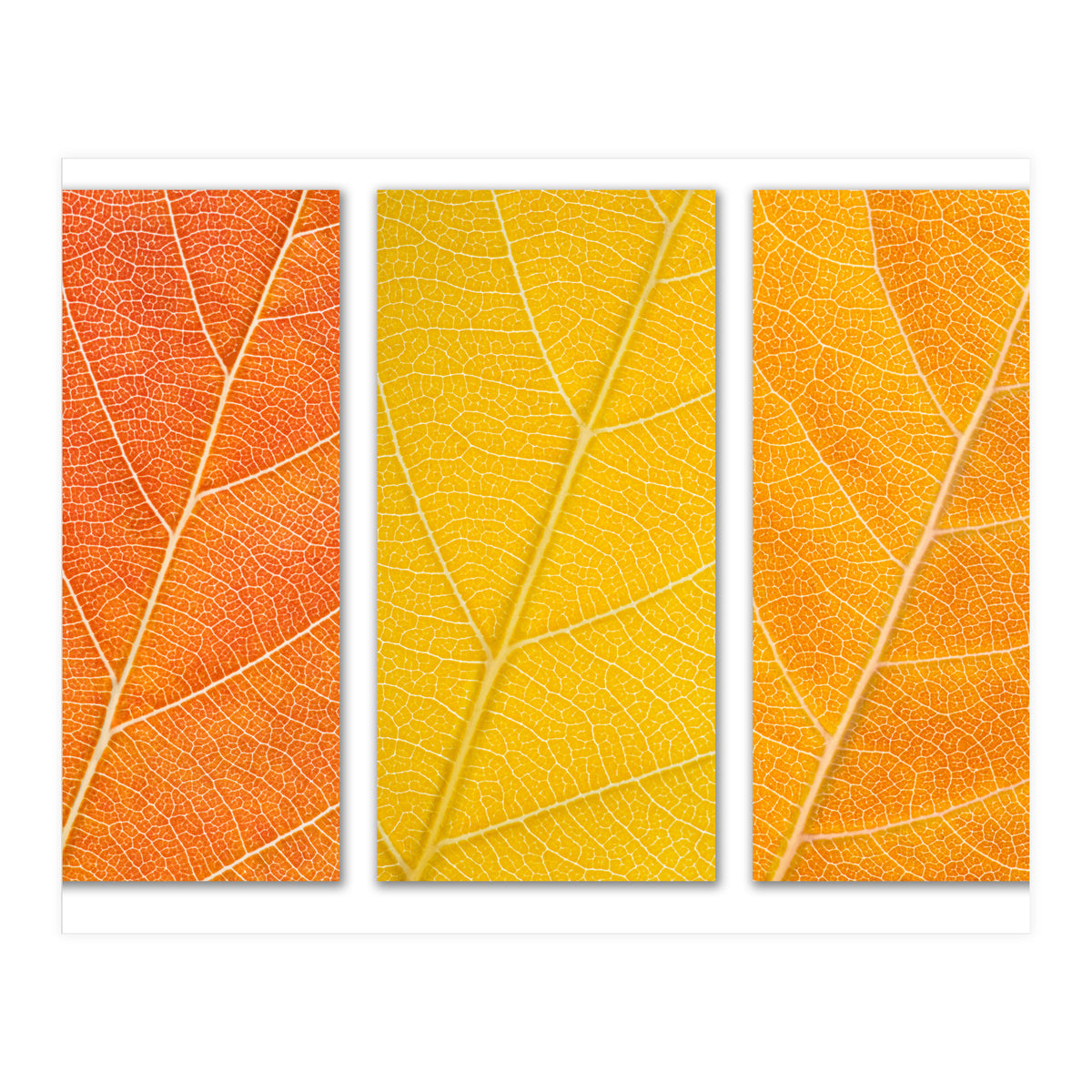 Autumn Leaves (Print Only)