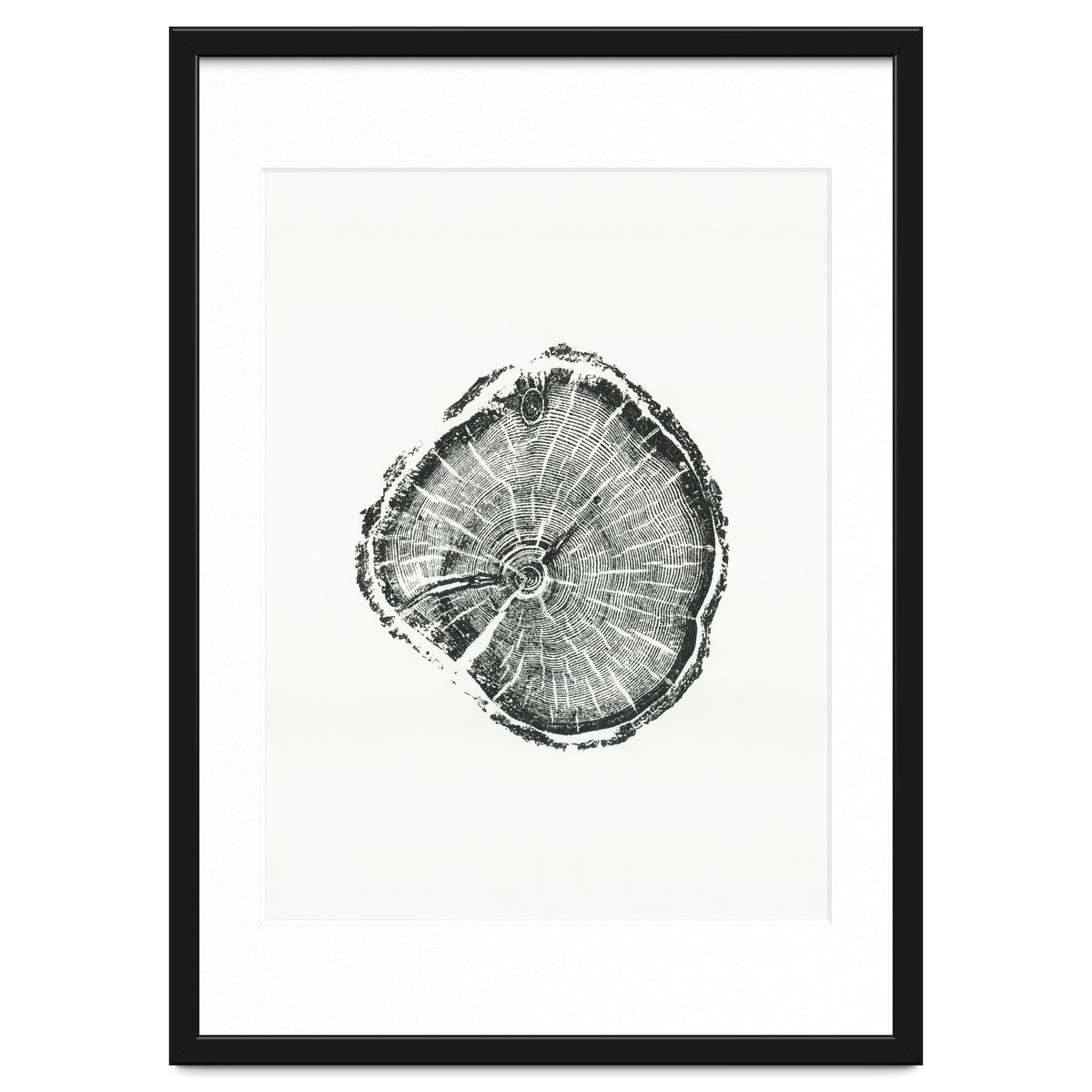 Tree Ring Print, Albion Basin, Utah, Pine Tree Print