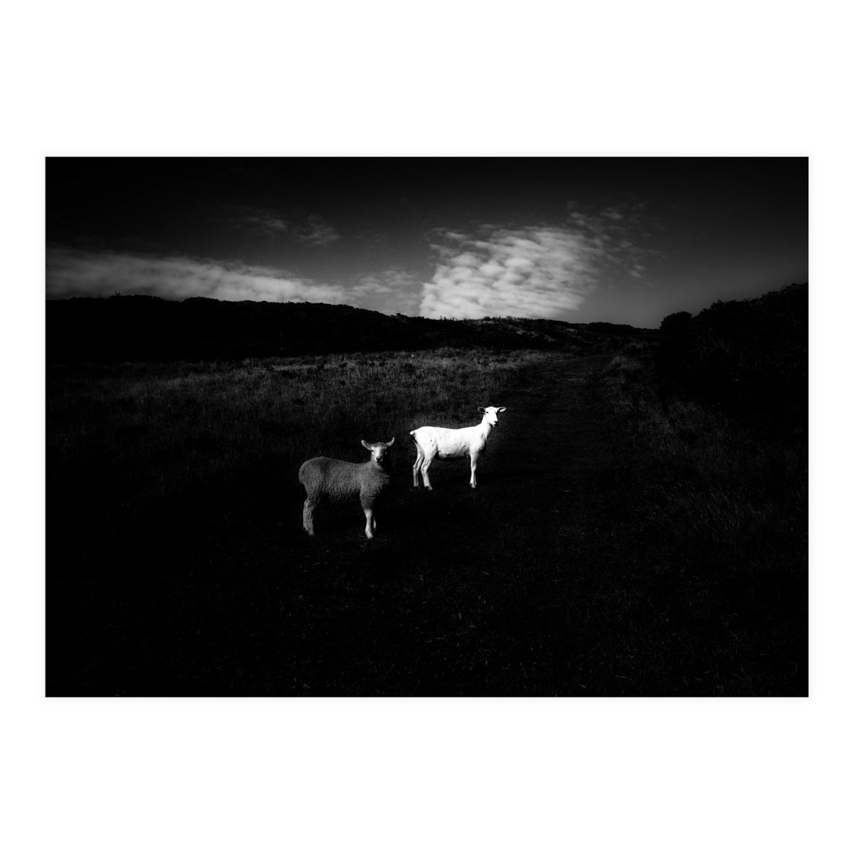 black and white (Print Only)