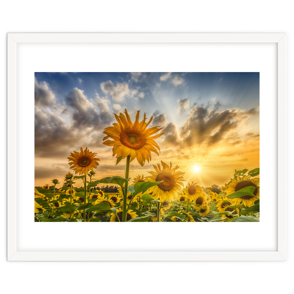 Lovely sunflowers in sunset