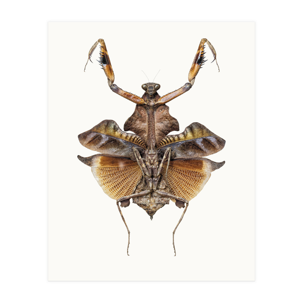 Cc Insects 06 (Print Only)