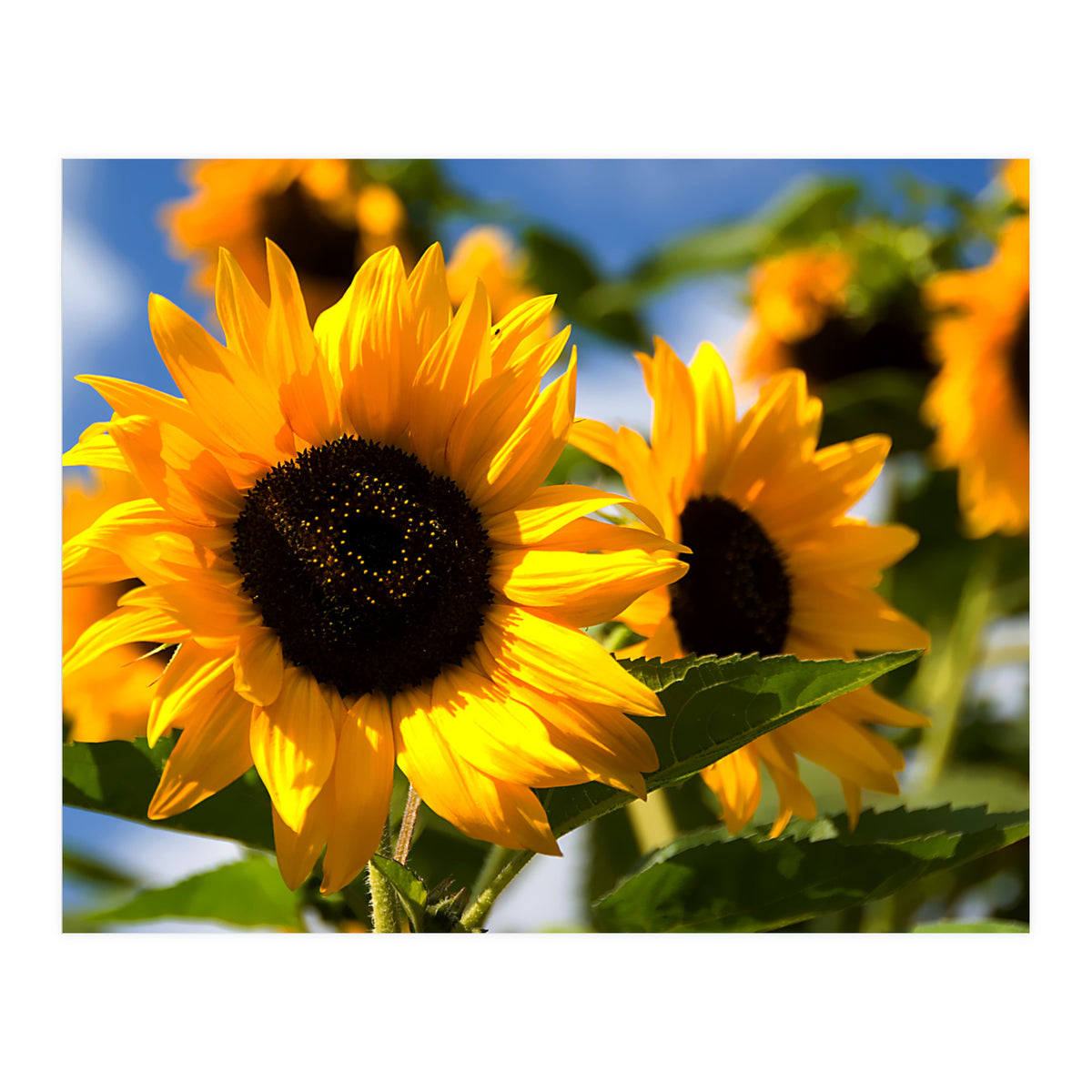Sunflowers (Print Only)