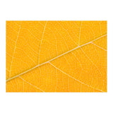 Autumn Leaf (Print Only) thumbnail