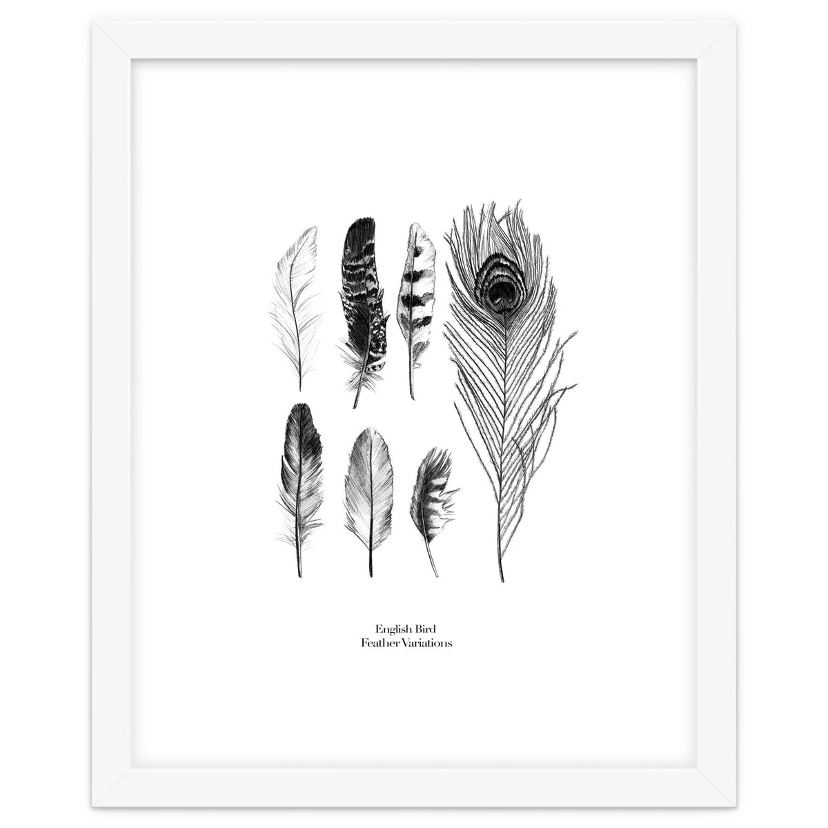 English Feather Variations
