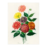 Dahlia illustrated (Print Only) thumbnail