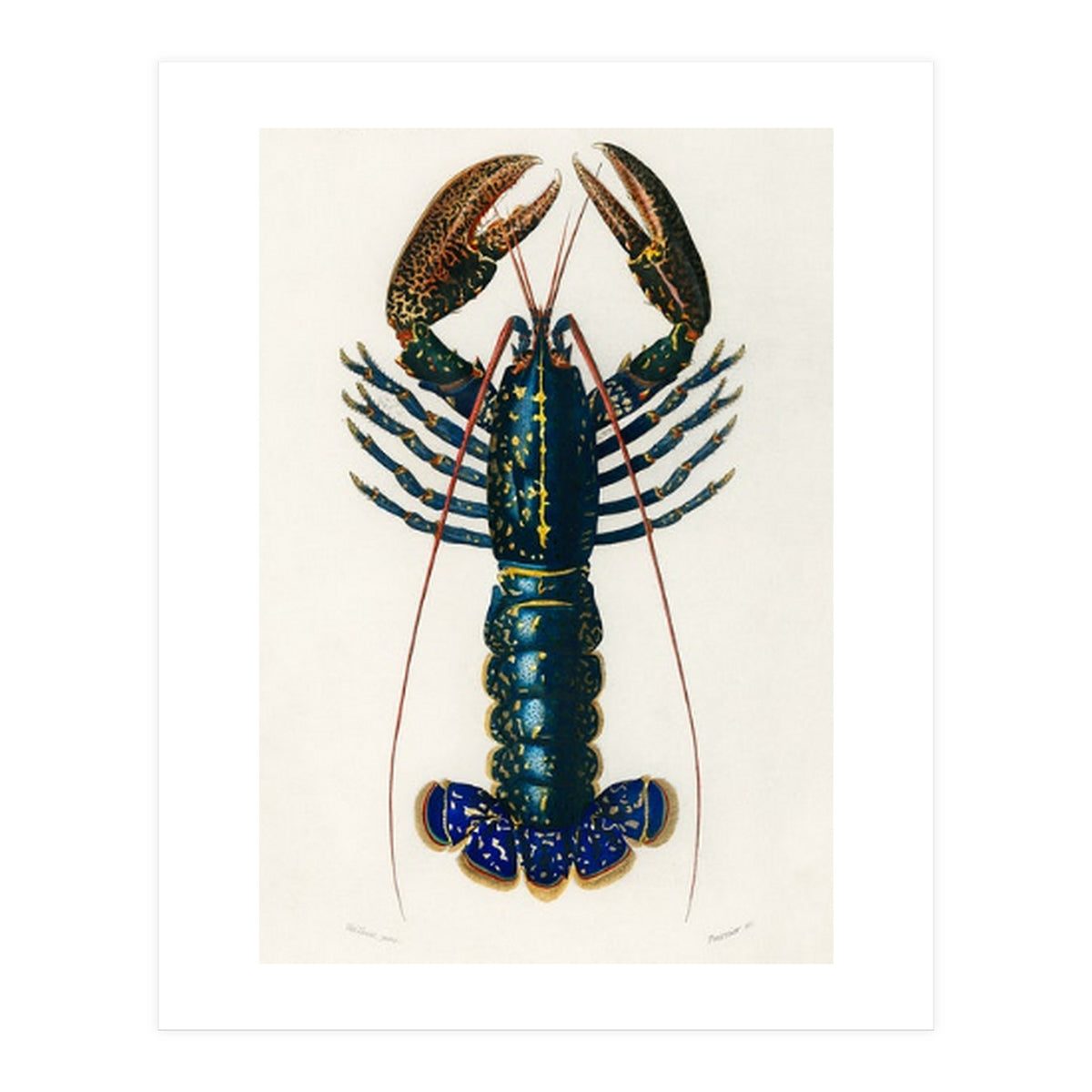 Crimson Crawfish illustrated (Print Only)