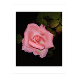 Pink Rose Floral (Print Only) thumbnail