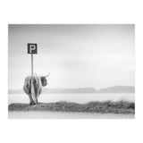 Highland Visitor (Print Only) thumbnail