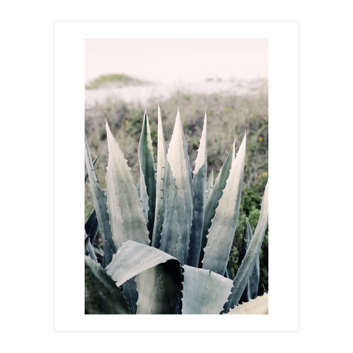 Pale Agave  (Print Only)