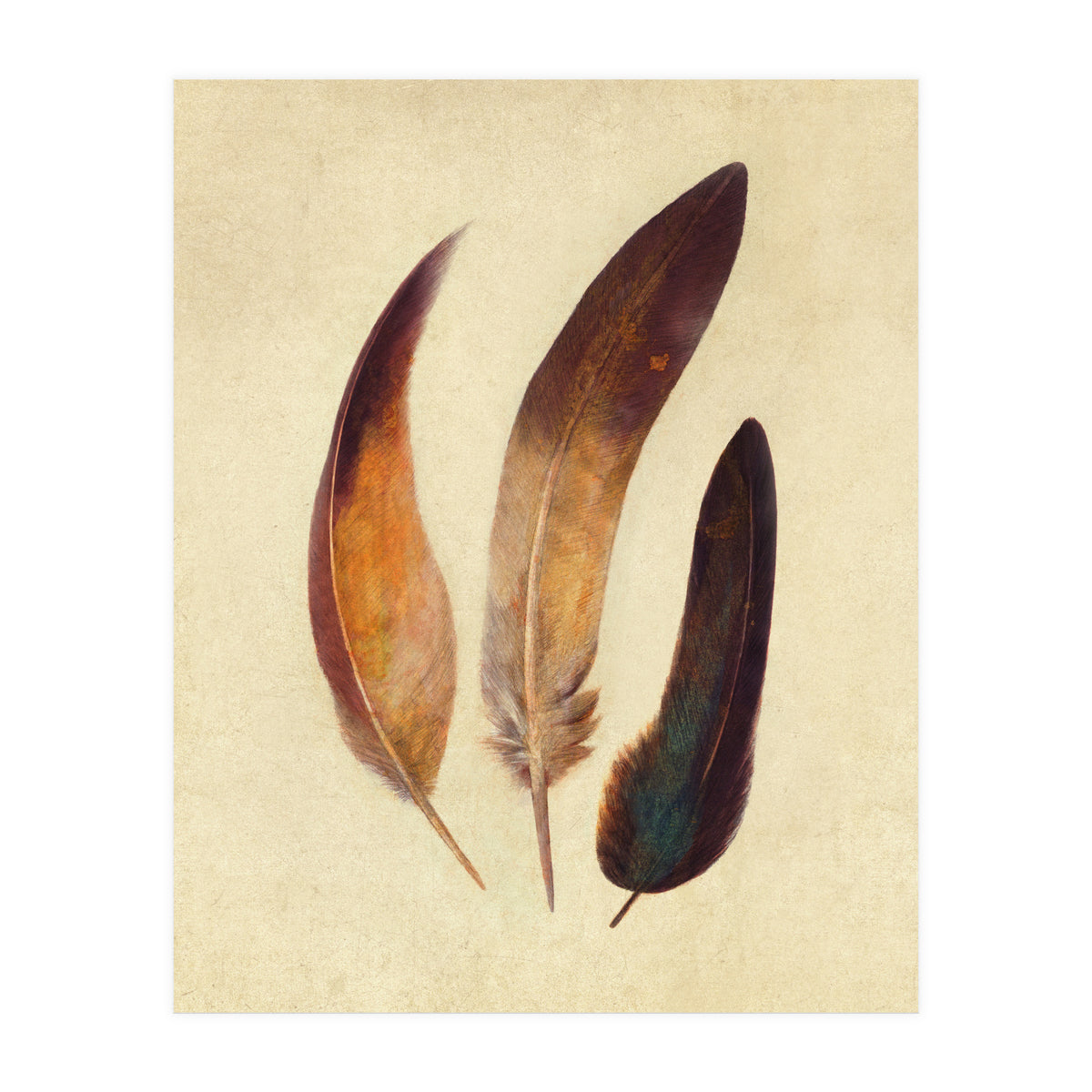 Three Feathers (Print Only)