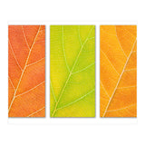 Autumn Leaves (Print Only) thumbnail