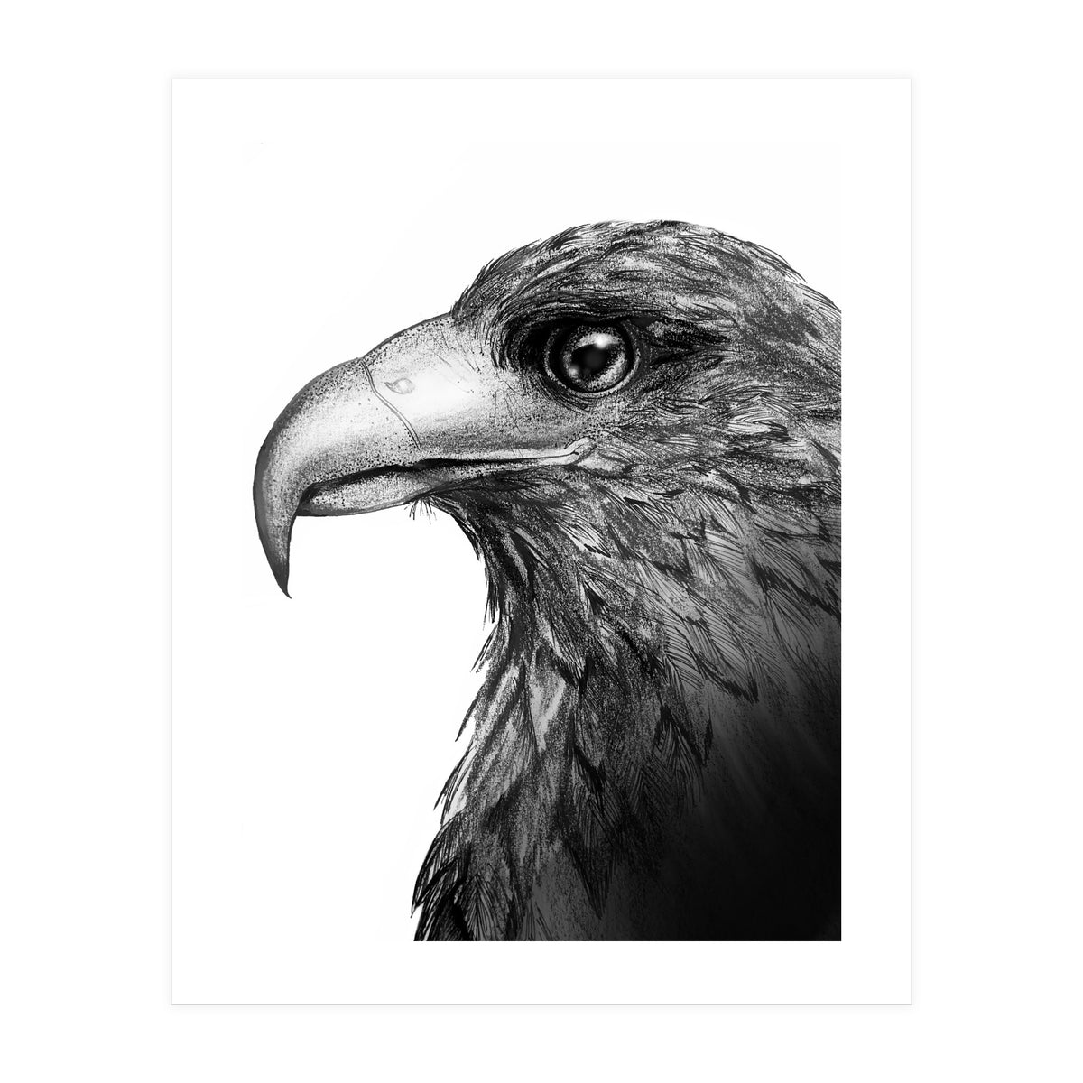 Harris's Hawk (Print Only)