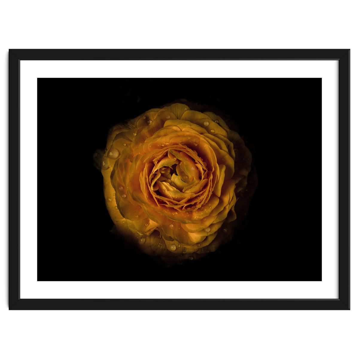 Backyard Flowers No 73 Color Version