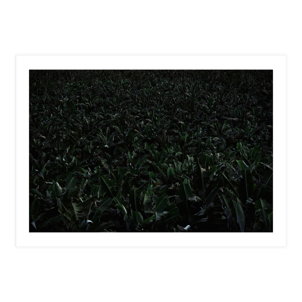 Obscurity (Print Only)