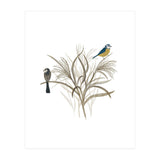 Garden Birds (Print Only) thumbnail