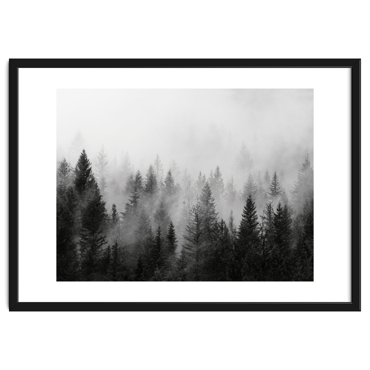 Black and White Forest