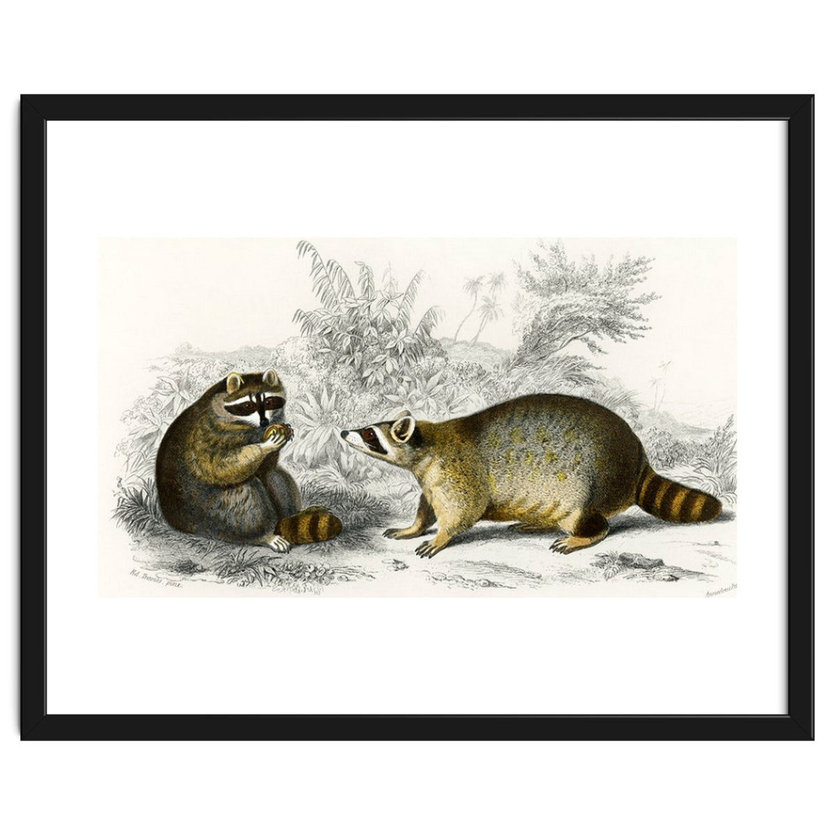 Raccoon illustrated