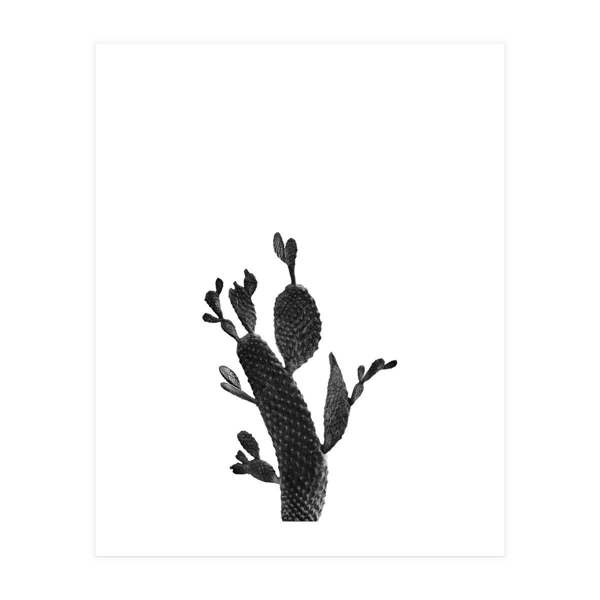 Cactus Black And White 02 (Print Only)