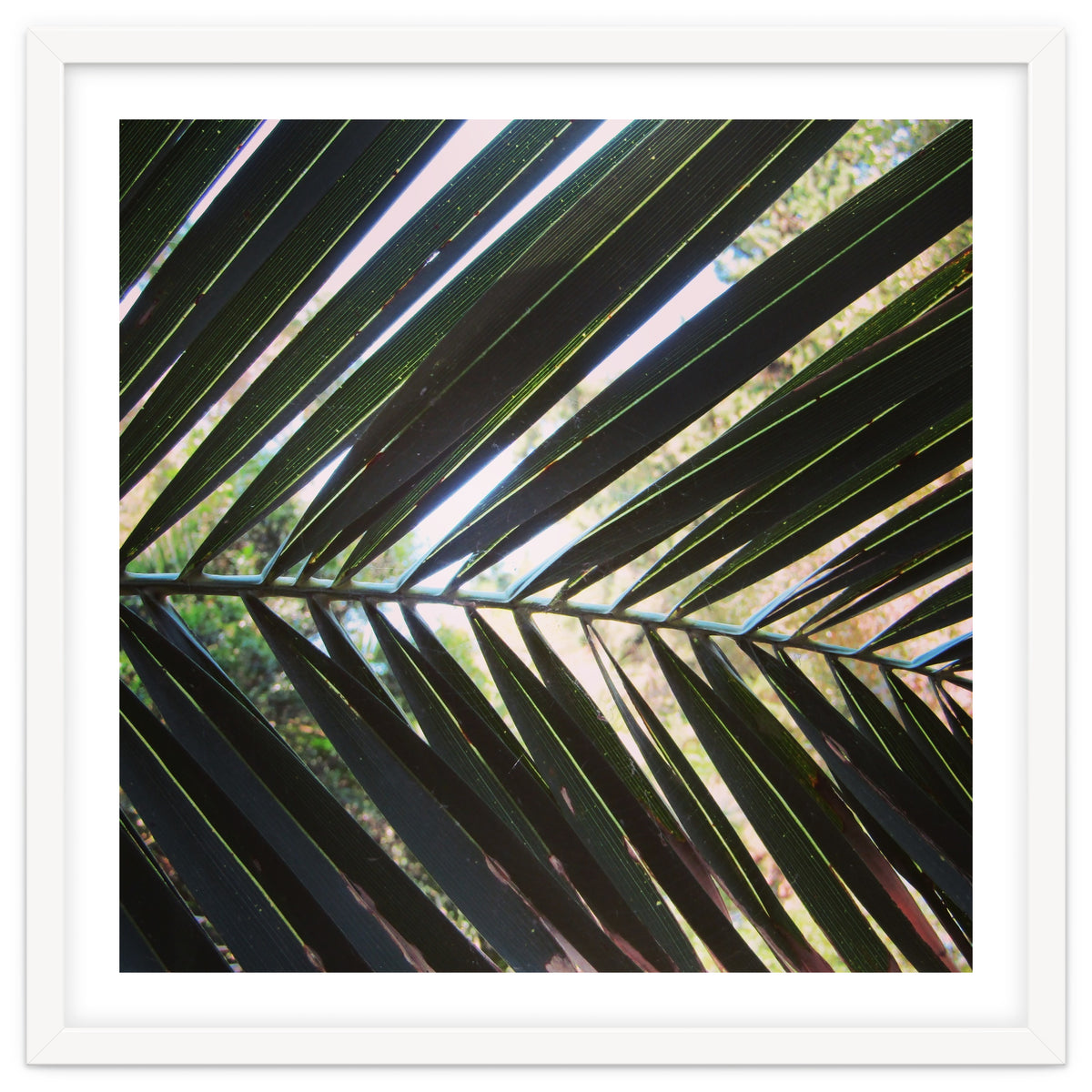 Palm leaf