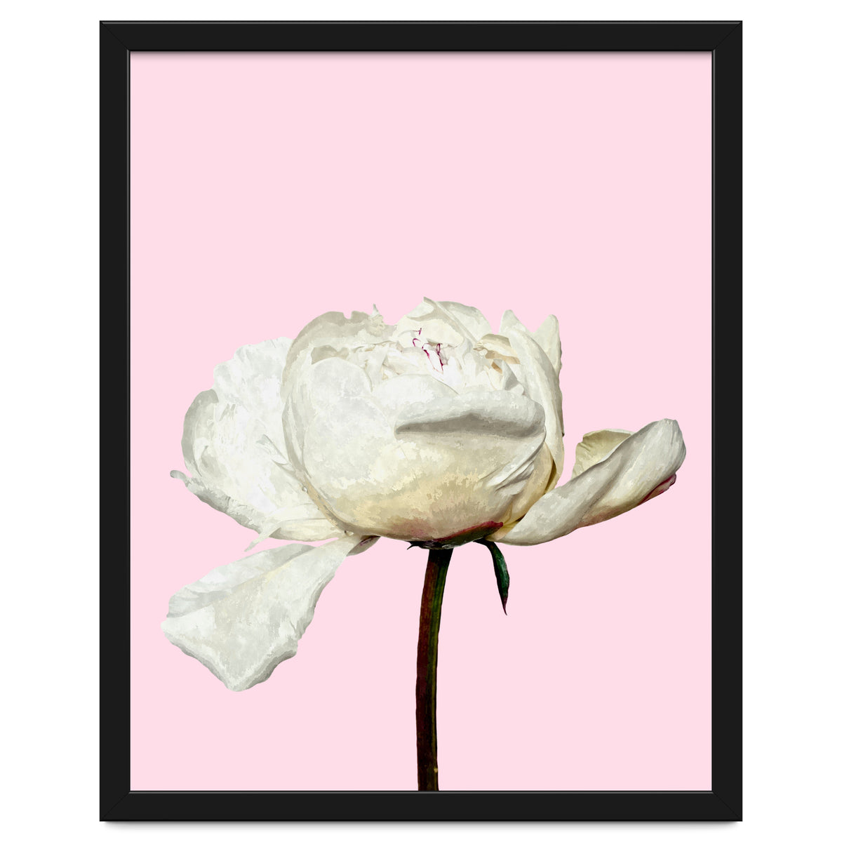White Peony Pink Background