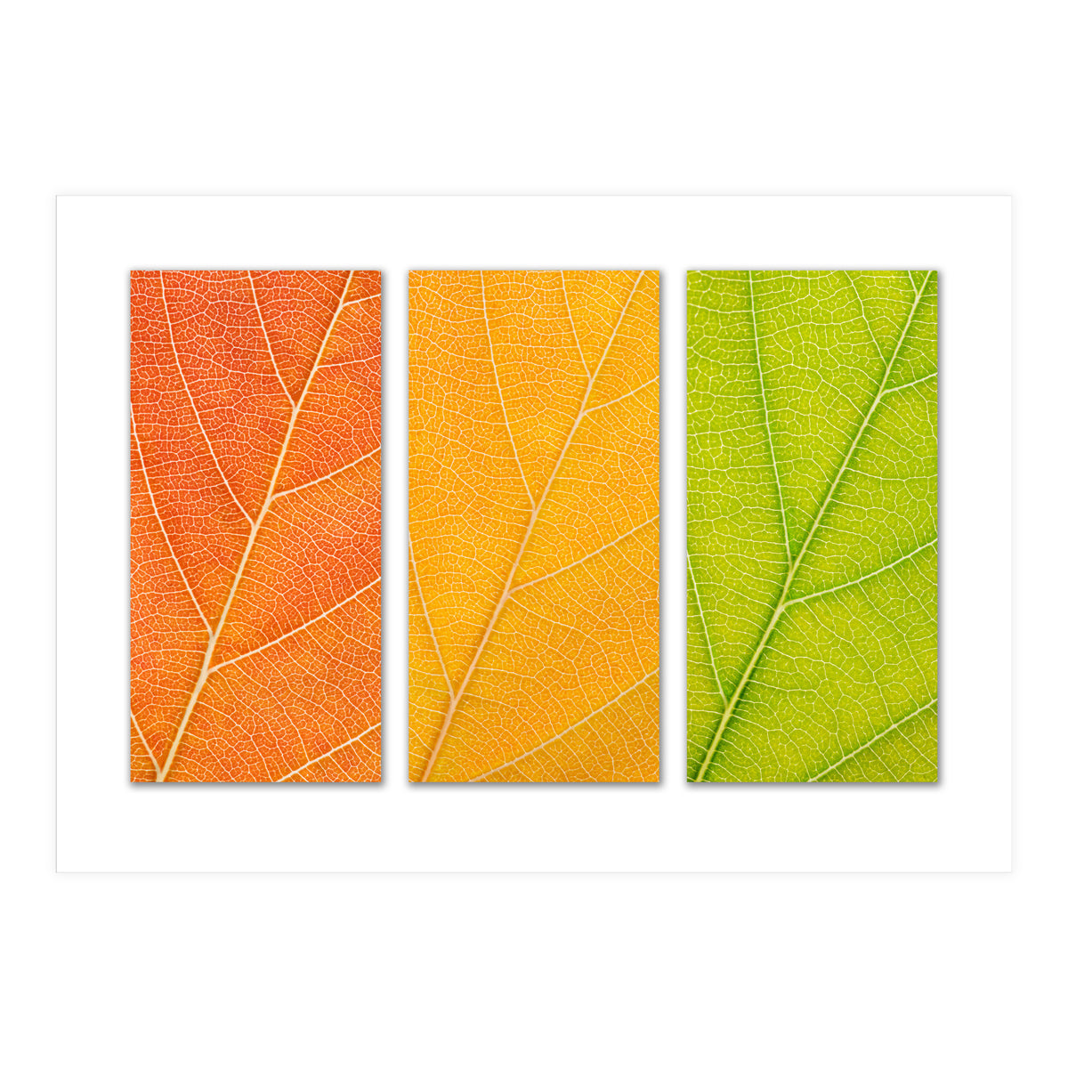 Autumn Leaves (Print Only)