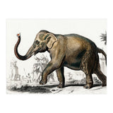 Asiatic elephant indicus illustrated (Print Only) thumbnail