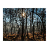A Special Morning in Heath Warren Woods - Hampshire (Print Only) thumbnail