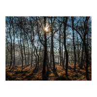 A Special Morning in Heath Warren Woods - Hampshire (Print Only)