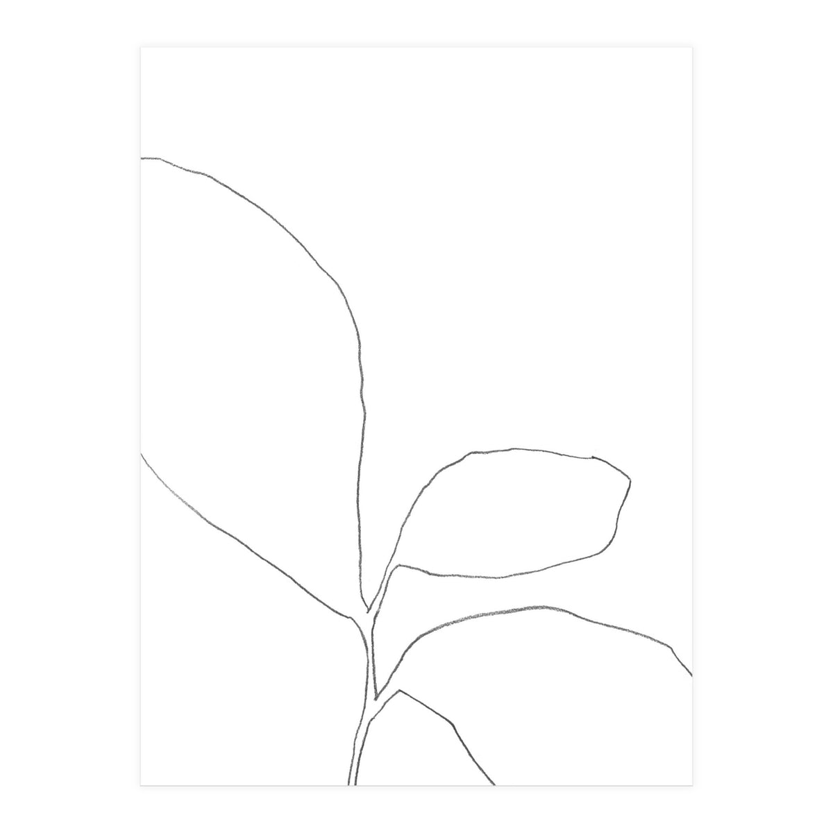 Three Leaf Seedling (Print Only)