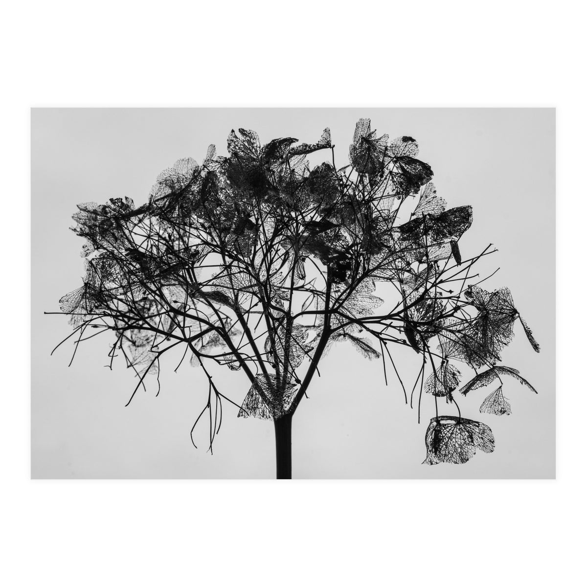 Hydrangea flower head (Print Only)