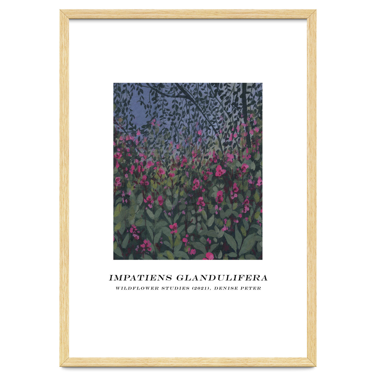 Impatiens Glandulifera