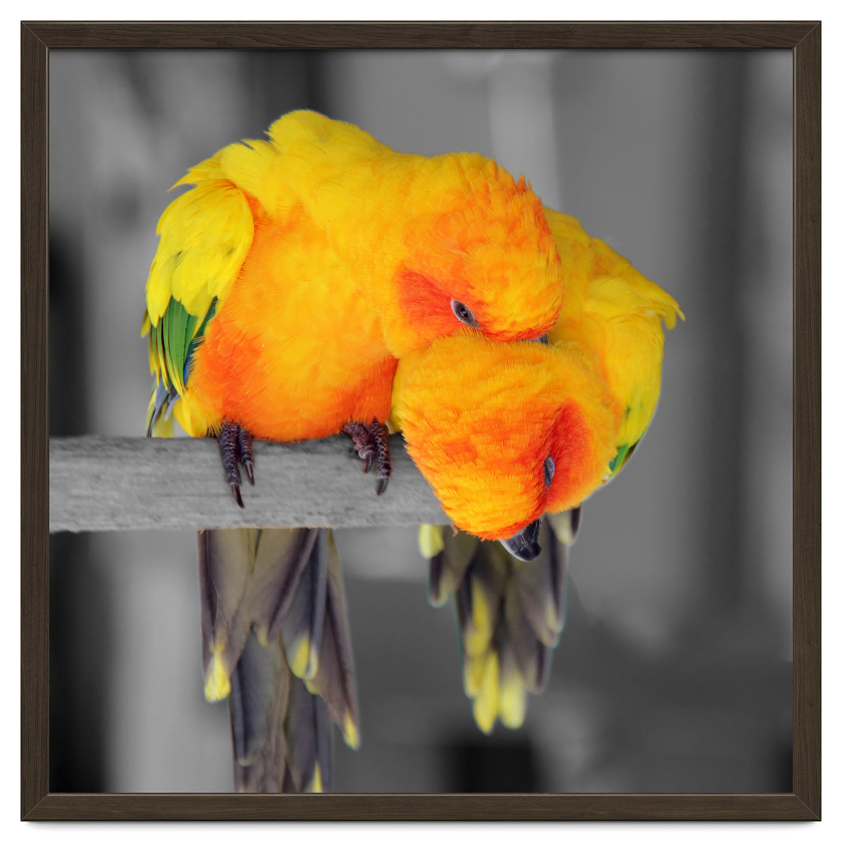 Two sun conures
