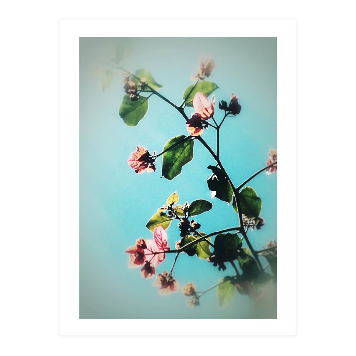 BLOOM & BEAUTY (Print Only)