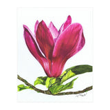 Single Magnolia (Print Only) thumbnail