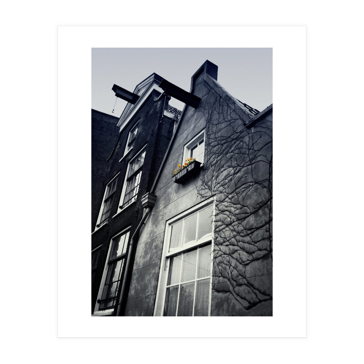 Amsterdam. House With Yellow Flowers. (Print Only)