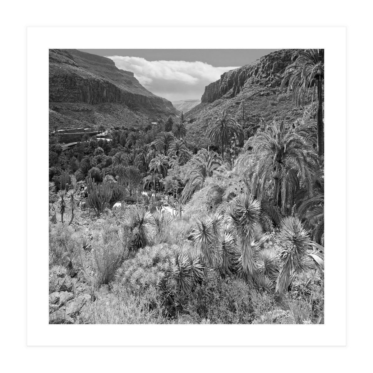 Los Palmitos (Print Only)