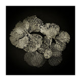 Hydrangea Petals  (Print Only) thumbnail