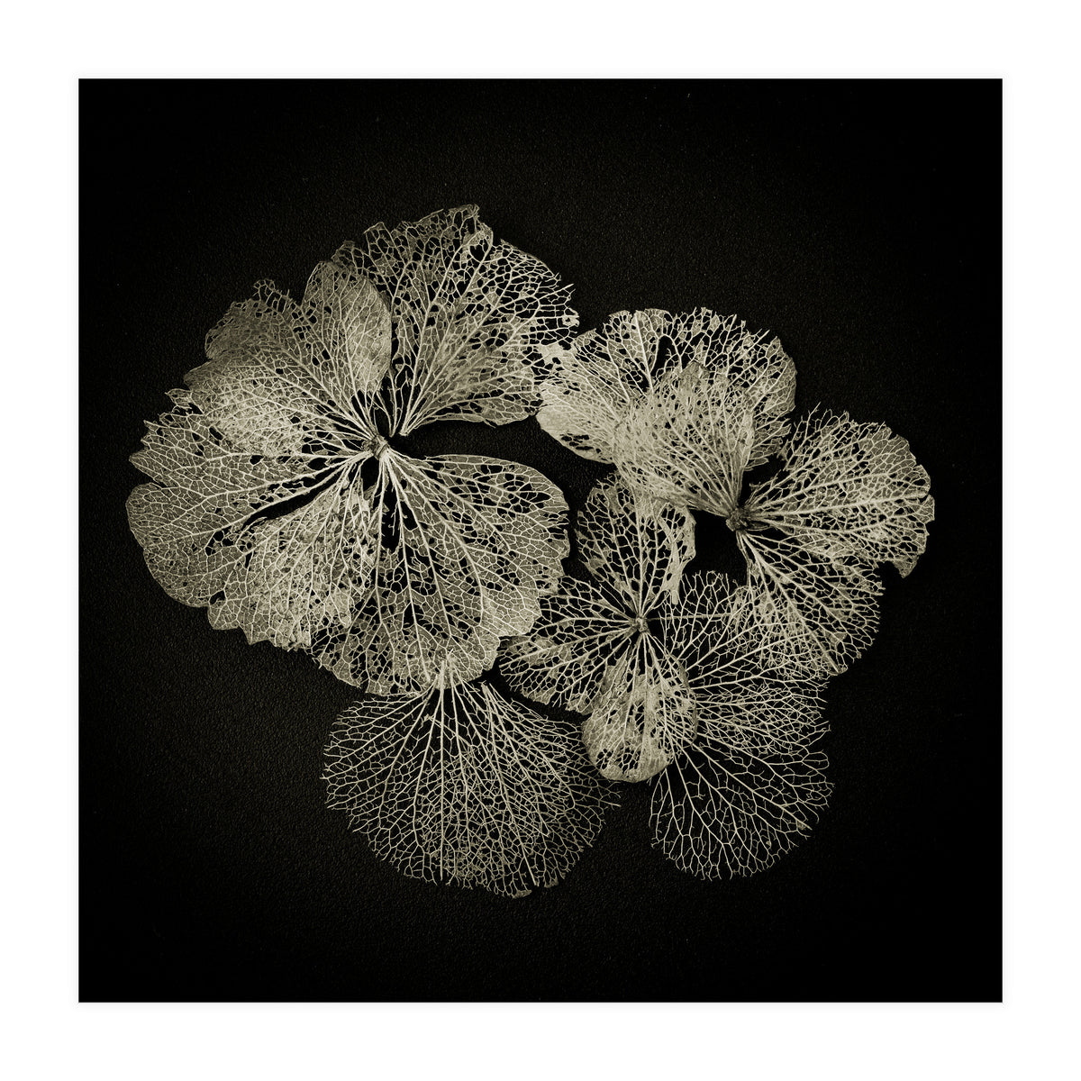 Hydrangea Petals  (Print Only)
