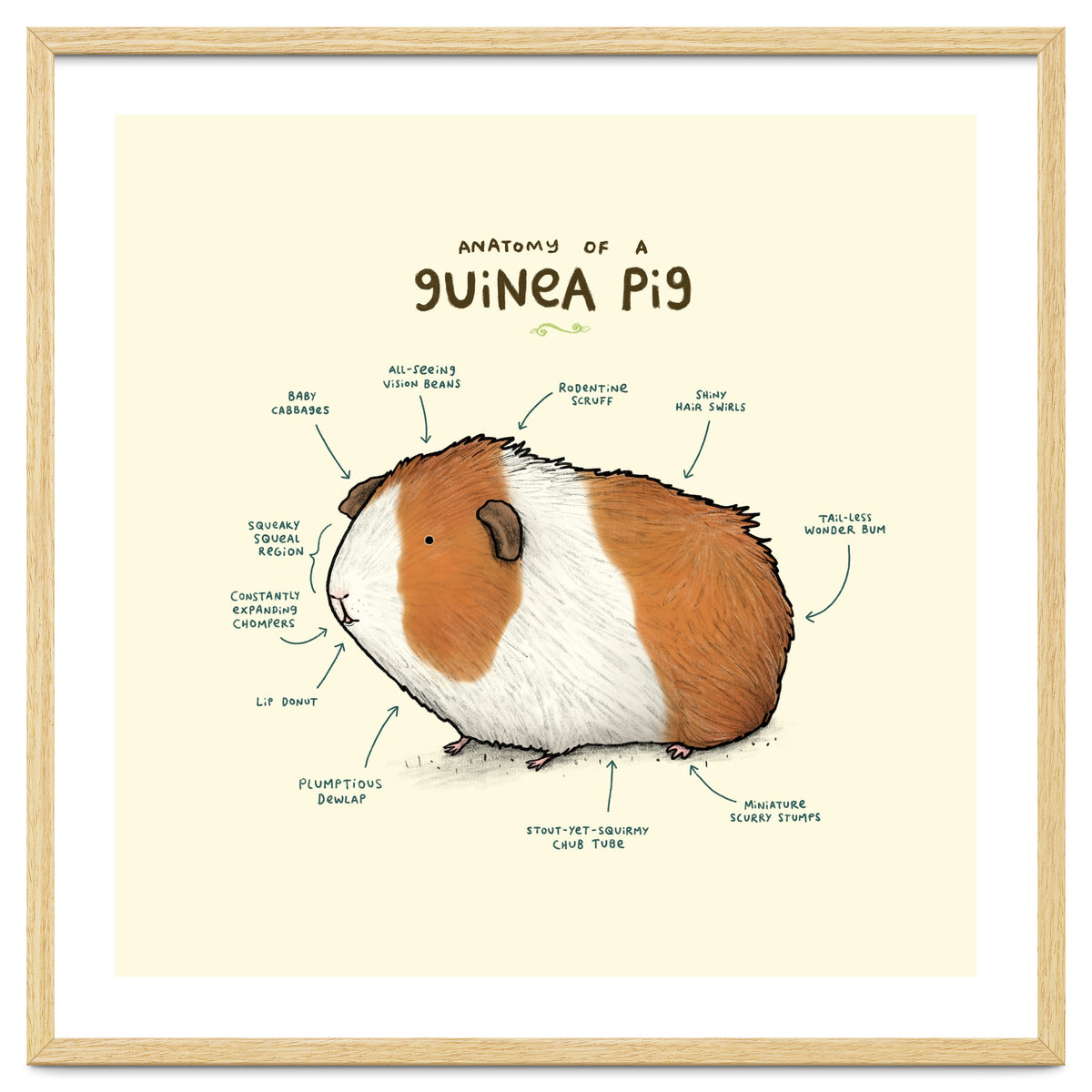 Anatomy Of A Guniea Pig
