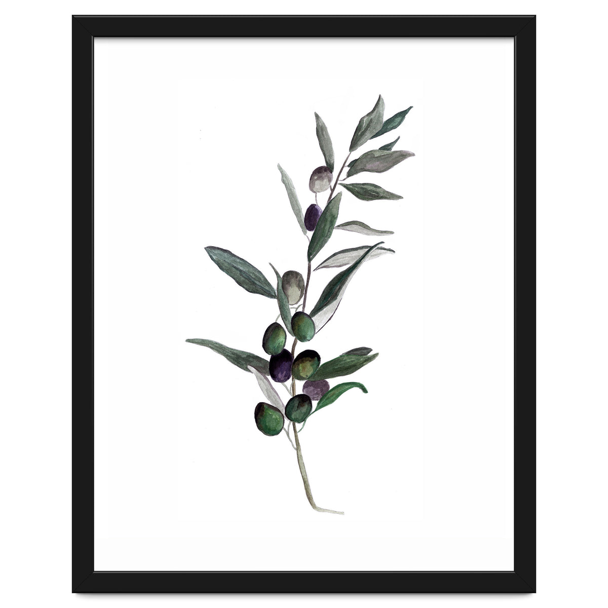 Botanical Illustration Olive