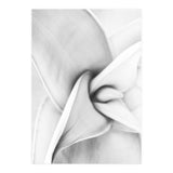 Agave plant (Print Only) thumbnail